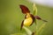 Lady& x27;s-slipperÂ orchid & x28;Cypripedium calceolus& x29;